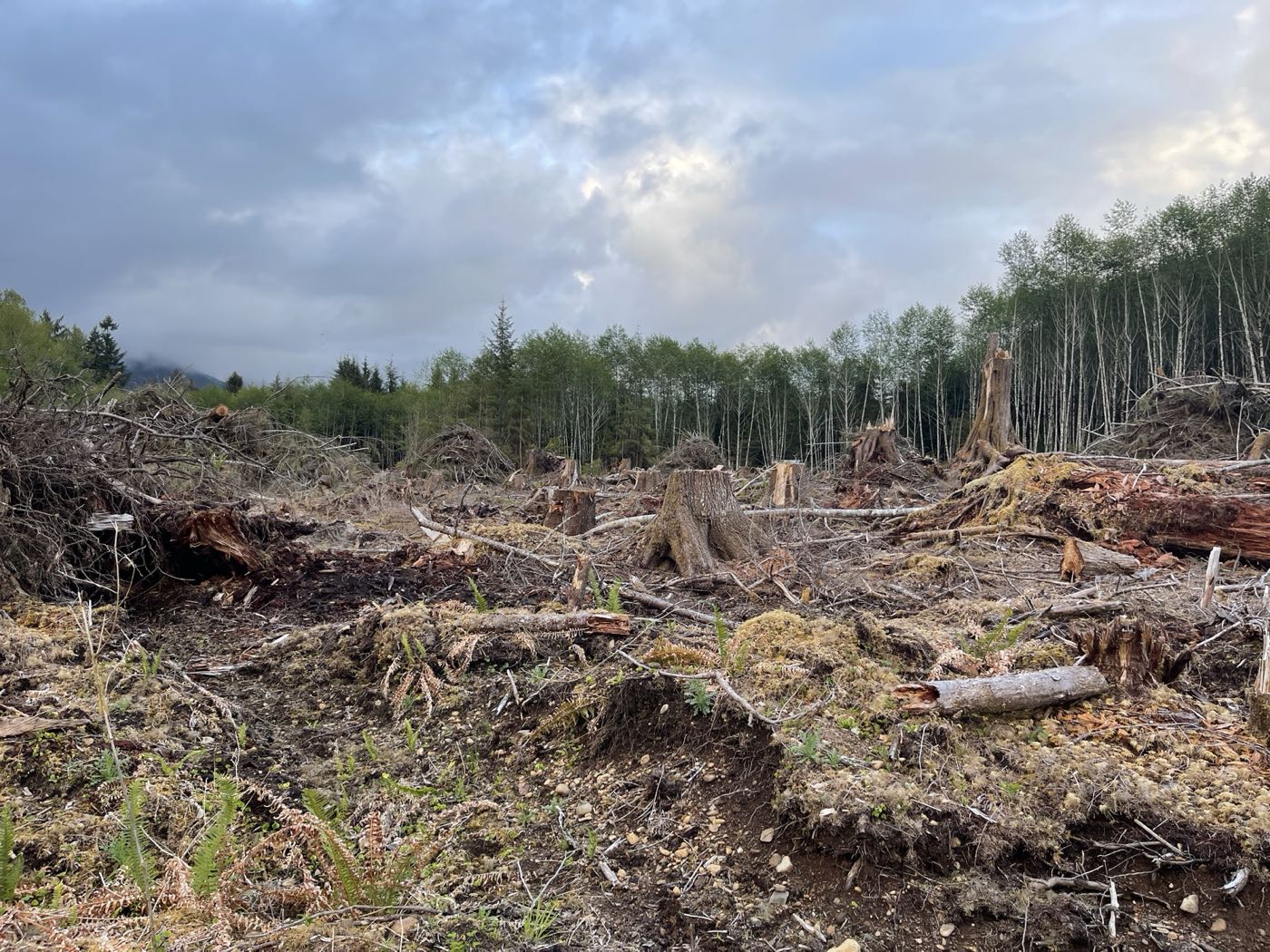 A clearcut in the Pacific Northwest timber country — stumps, downed branches, the tree line in the distance