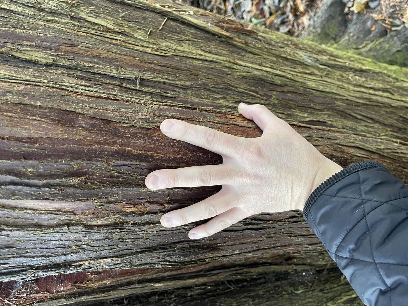 David's hand laid on the bark of a great fallen log — a promise to the trees