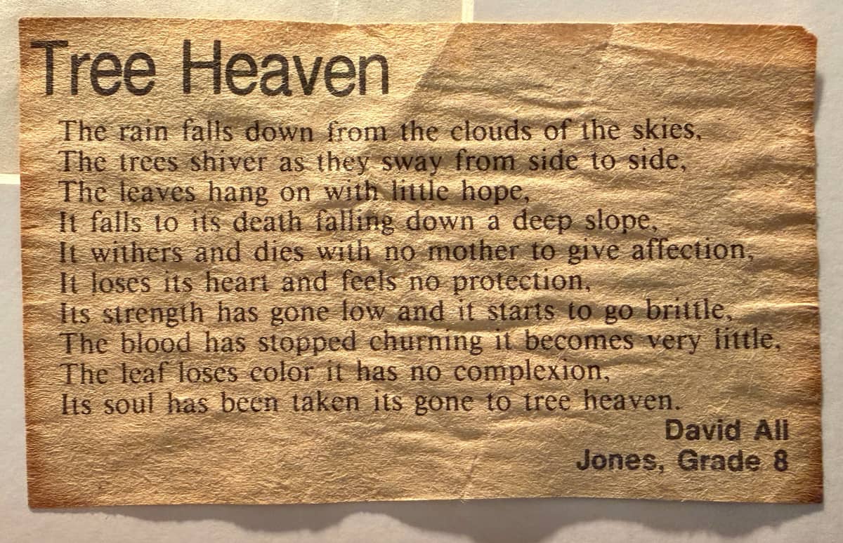 'Tree Heaven' by David All, published in the UA News, Jones Middle School, 8th grade